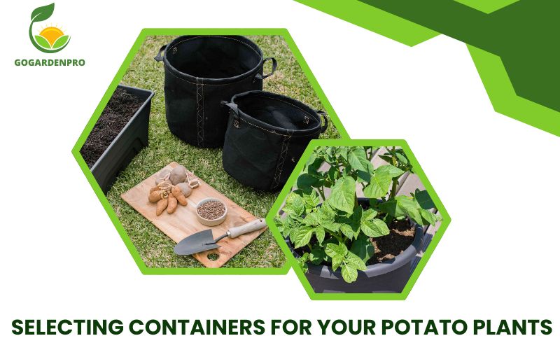 Selecting Containers for Your Potato Plants