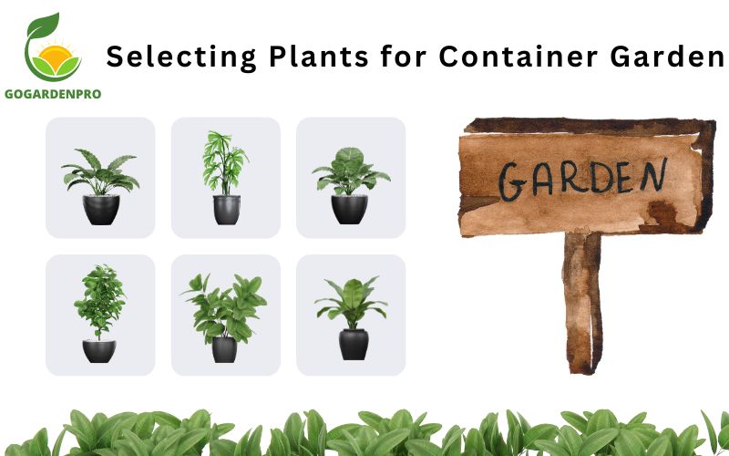 Selecting Plants for Your Container Garden