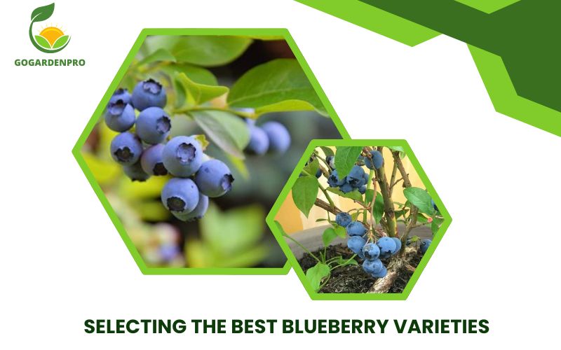 Selecting the Best Blueberry Varieties for Container Gardening