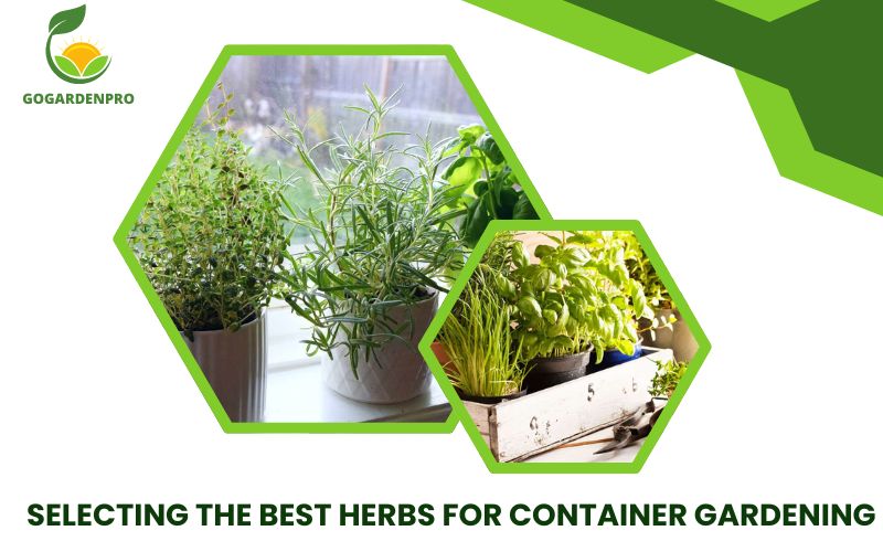 Selecting the Best Herbs for Container Gardening