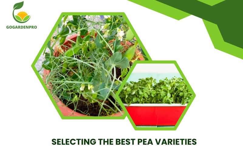 Selecting the Best Pea Varieties