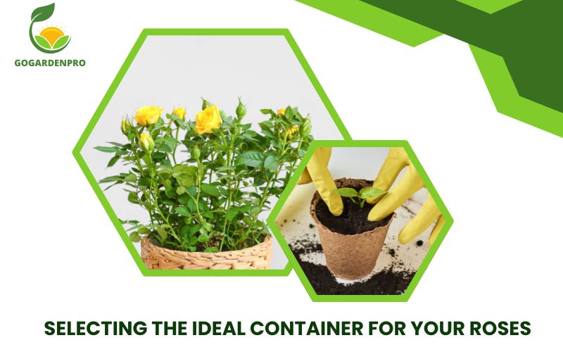 Selecting the Ideal Container for Your Roses