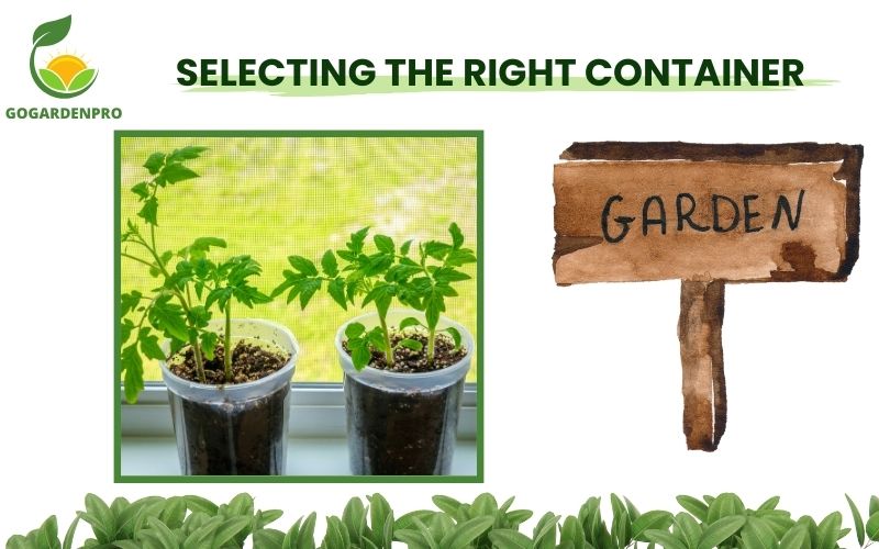 Selecting the Right Container for Your Tomatoes