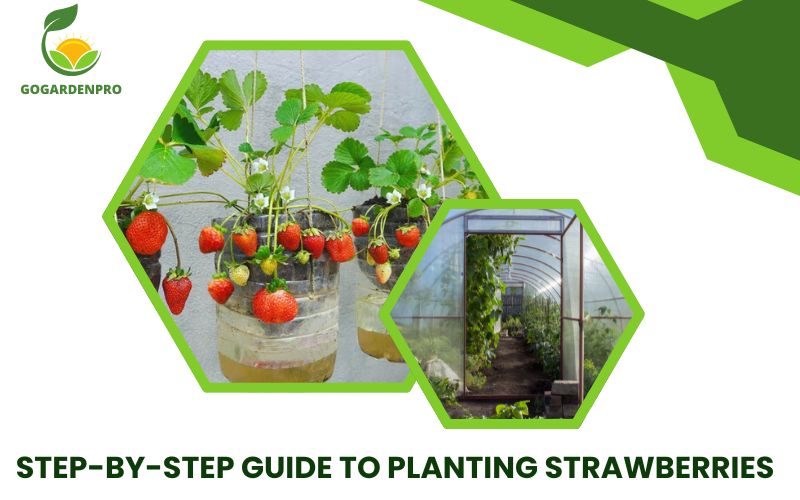 Step-by-Step Guide to Planting Strawberries