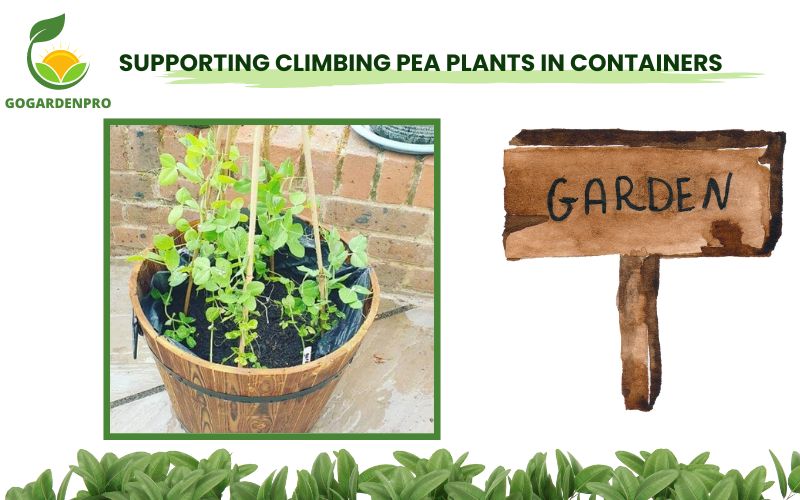 Supporting Climbing Pea Plants in Containers