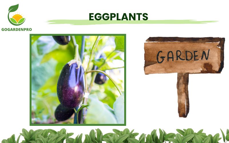 Vegetables for Container Gardening Eggplants