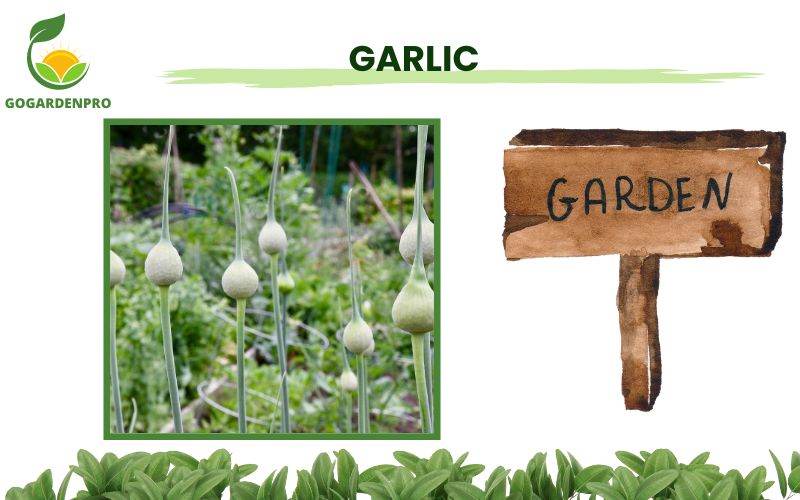 Vegetables for Container Gardening Garlic