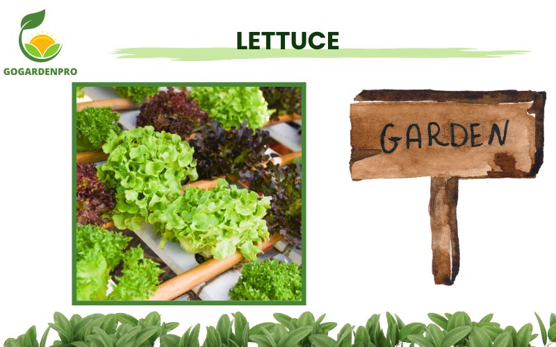 Vegetables for Container Gardening Lettuce