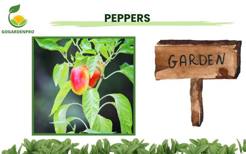 Vegetables for Container Gardening Peppers