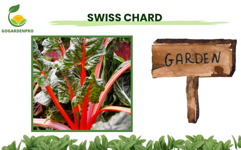 Vegetables for Container Gardening Swiss Chard