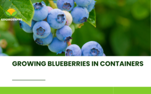 growing blueberries in containers