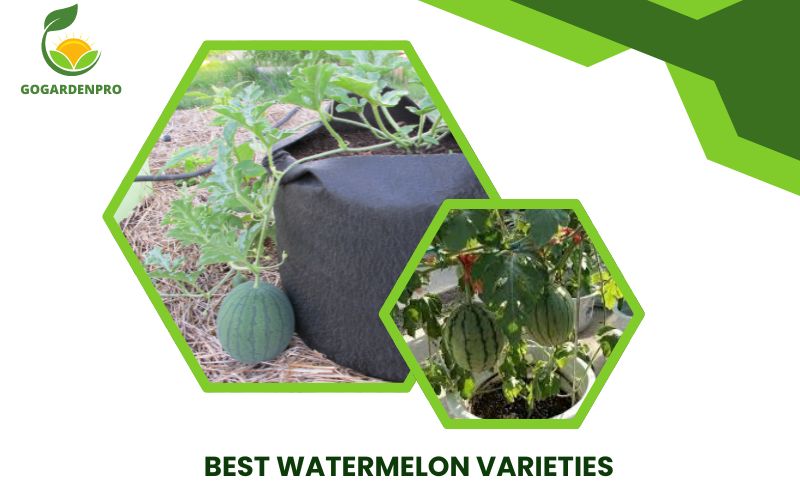 Best Watermelon Varieties