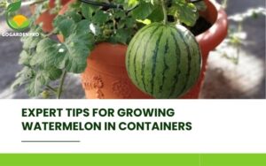 Expert Tips for Growing Watermelon in Containers