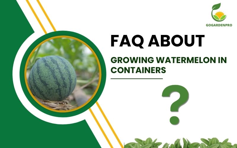 FAQ about Growing Watermelon in Containers