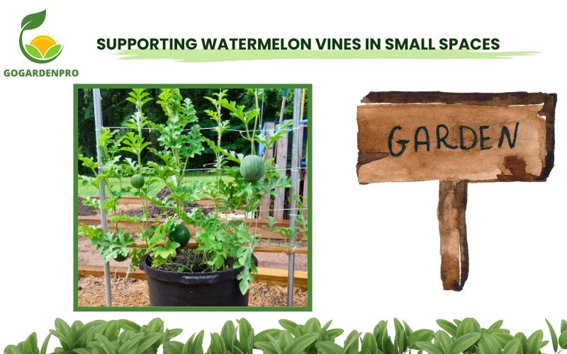 Supporting Watermelon Vines in Small Spaces